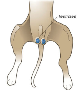 A diagram of a dog's testicles.