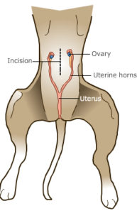 A diagram showing the anatomy of a dog's urinary tract.