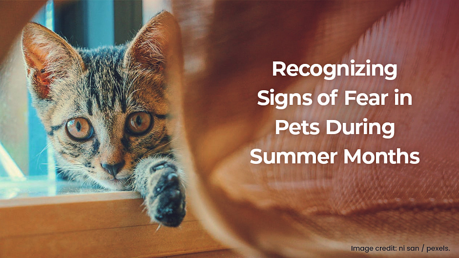 Recognizing signs of fear in pets during summer months.