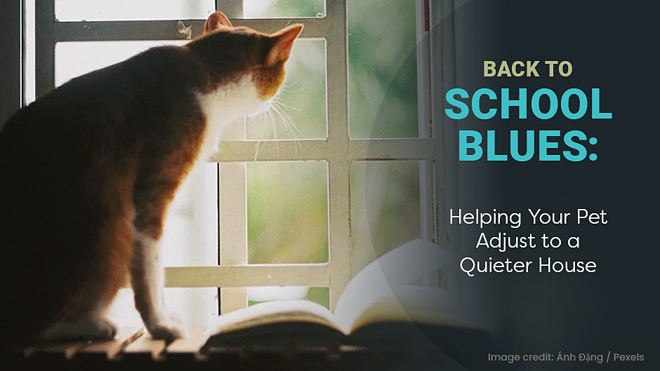 Back to School Blues: Helping Your Pet Adjust to a Quieter House