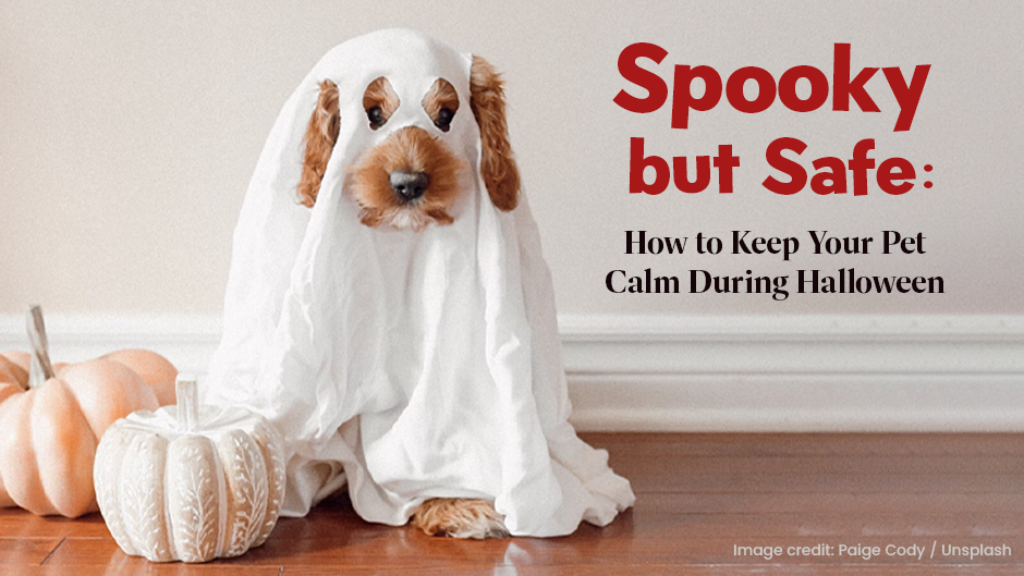 Spooky but Safe: How to Keep Your Pet Calm During Halloween