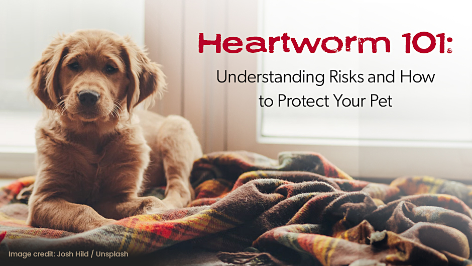 Golden retriever puppy lying on a colorful blanket by a window, with text "heartworm 101: understanding risks and how to protect your pet" above. image credit: joshi wind / unsplash.